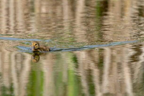 Pochard duckling on the lake at Gosforth Park Nature Reserve