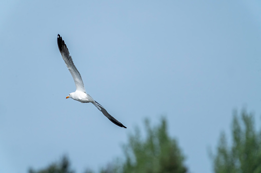 Black backed Gull flying over a lake in Gosforth Park Nature Reserve.