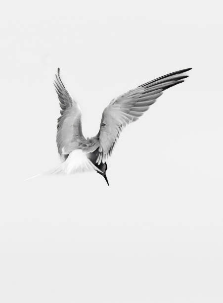 istock Common tern flying over a lake in Gosforth Park Nature Reserve 1504568251