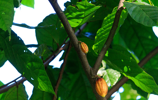 Theobroma cacao.