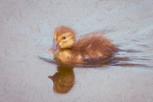 Pochard duckling on the lake at Gosforth Park Nature Reserve, post processed to give a painterly effect.