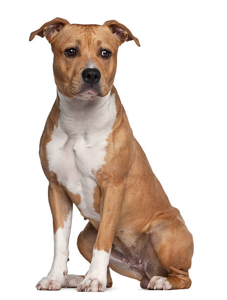 istock American Staffordshire Terrier, 8 months old, sitting 150457559