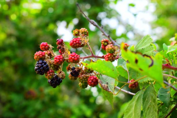 istock Fresh blackberries on a branch and blurred green leaves. 1504609364