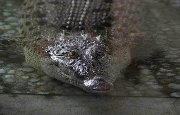 Dramatic underwater shot of an alligator. This wildlife image conveys danger, mystery, and the raw power of aquatic reptiles.