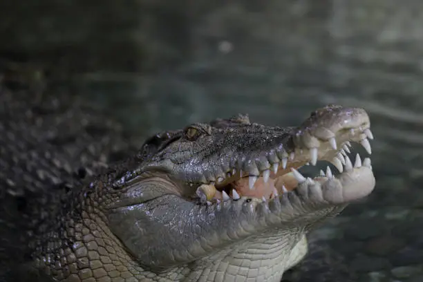 Flesh-eating crocodile