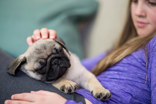 Cute little pug puppy is falling asleep on his young owner's lap as she is petting his head lovingly and gently.