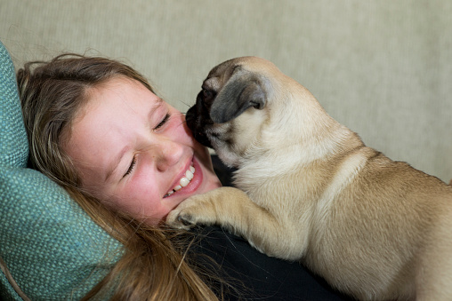 Cute little pug breed puppy is licking his owner affectionately on the cheek while they are laying on the couch together. The girl is laughing with her eyes closed as his pet dog is licking her.