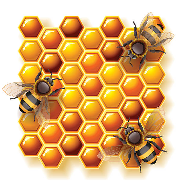 Bienen und Honig – Vektorgrafik