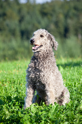 Poodle dog portrait with natural hair. Standart Royal giant Poodle with Untrimmed fur
