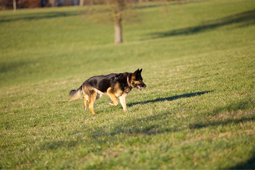 German shepherd run free on meadow