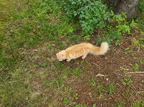 An orange cat crossing a lawn area.