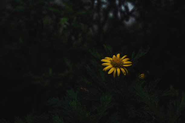 istock Yellow flower on a dark green background 1504631984