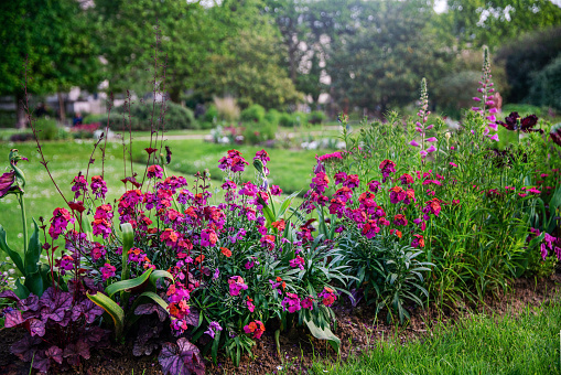Fantastic   Erysimum or wallflower     (bicolors-red and pink!) in Garden of plants in Paris in May