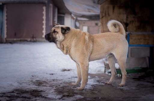 A noble Sivas kangal dog. Turkish Anatolian Shepherd Dog