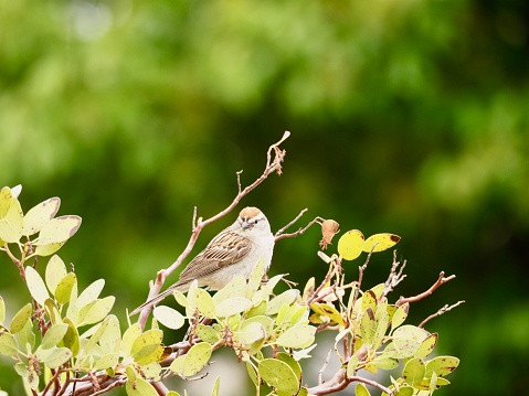 Chipping Sparrow perched in tree,OLYMPUS DIGITAL CAMERA