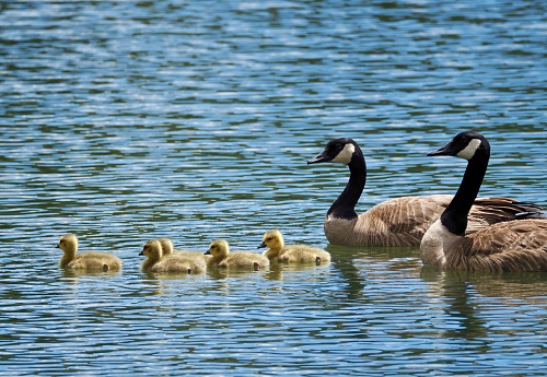 Canada Goose Family swimming together in lake.  OLYMPUS DIGITAL CAMERA