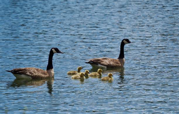 istock Canada Goose Family 1504655094
