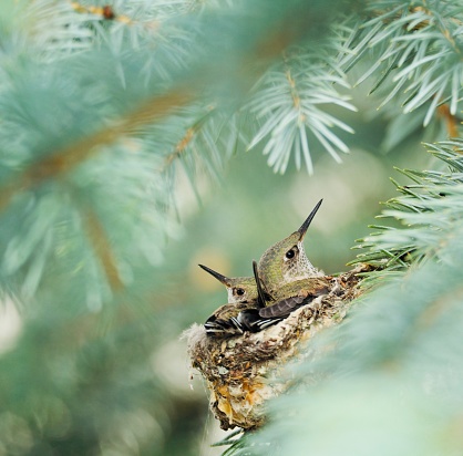 Two Broad Tailed hummingbird fledglings in nest. OLYMPUS DIGITAL CAMERA