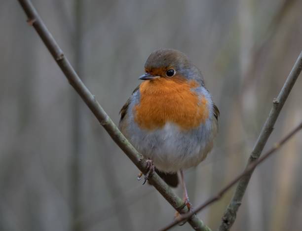 istock Selective focus shot of a small robin bird perched on a branch 1504655881