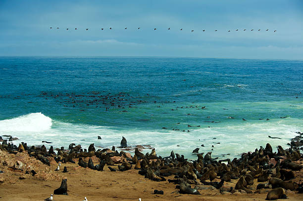 Fur Seal colony stock photo