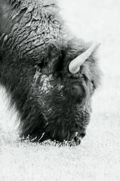 istock Buffalo in black and white grazing 1504686677