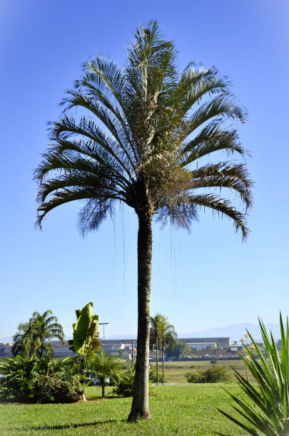 istock Dypsis decaryi Hawaii palm tree in the garden 1504717943