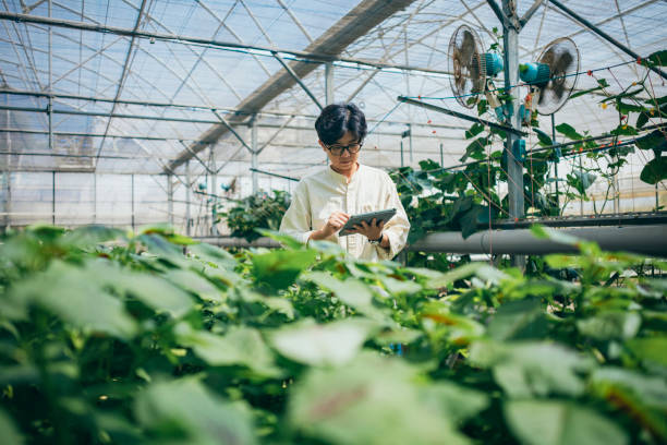 istock An Asian farmer uses a tablet computer to check and record the growth of crops, utilizing technology in crop cultivation techniques. 1504718528