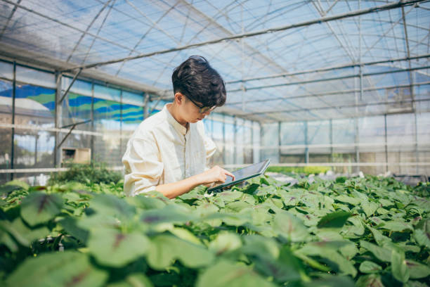 istock An Asian farmer uses a tablet computer to check and record the growth of crops, utilizing technology in crop cultivation techniques. 1504718697