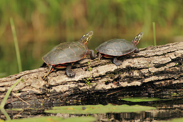 istock Pair of Painted Turtles on a Log 150473889