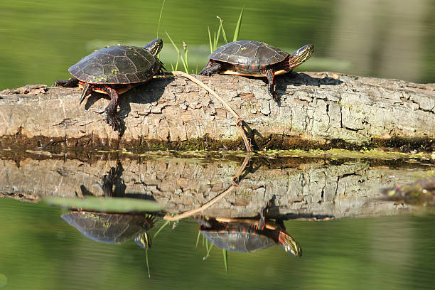 istock Pair of Painted Turtles Basking on a Log 150473915