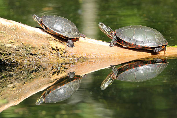 istock Pair of Painted Turtles (Chrysemys picta) Basking on a Log 150473938