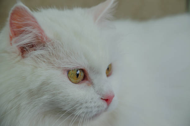istock Portrait of a white cat with green eyes 1504760113