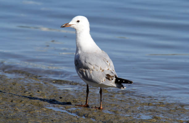 istock Silver gull seagull bird standing next to the ocean 1504770755