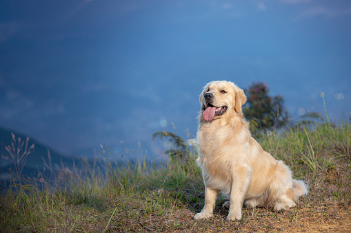 Portrait of a beautiful Golden Retriever dog sitting sideways on the grass of a mountain side landscape, with mountains in the background and a city in the valley below.