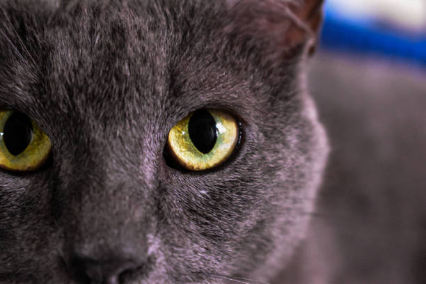 istock Russian Blue cat with yellow eyes 1504781701