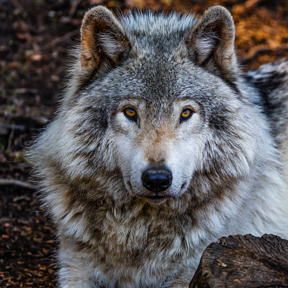 Canadian timberwolf (Canis lupus occidentalis) standing on a rock in front of a forest.