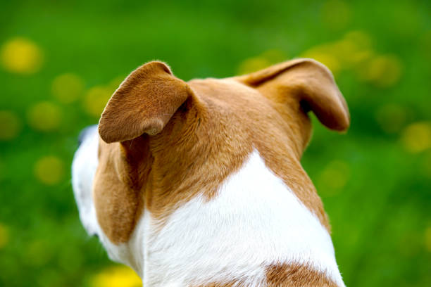 American Staffordshire Terrier with uncropped ears on green spring background.rear view American Staffordshire Terrier with uncropped ears on green spring background pit bull power stock pictures, royalty-free photos & images