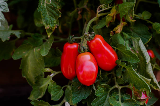 istock Red San Marzano tomatoes in garden in summer. 1504817037
