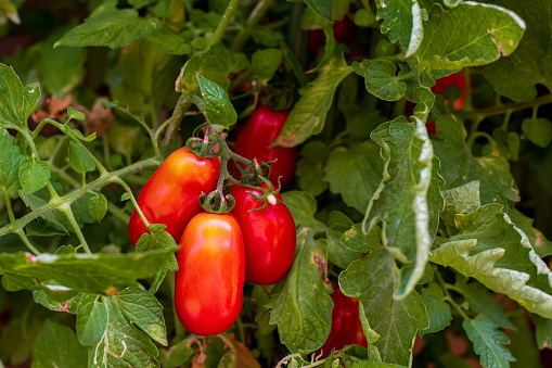 Ripe red San Marzano tomatoes. San Marzano fruit. Tomato (Solanum lycopersicum). A San Marzano tomato is a variety of plum tomato originating from the Campania region in Italy. It is known for its flavour and quality as a canning tomato.