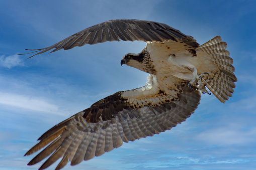 A majestic osprey flying toward the camera against a gray sky