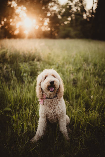 istock Blonde mini goldendoodle sitting in a field 1504825377