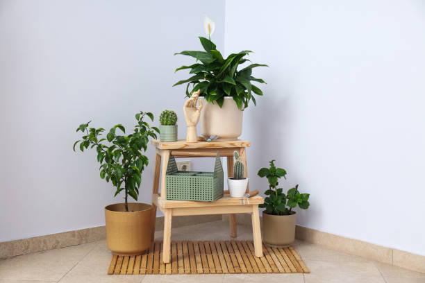 istock Cozy hobby - growing indoor plants at home 1504831946