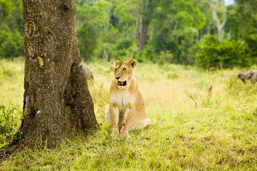 Lion in grass in Kenya reserve