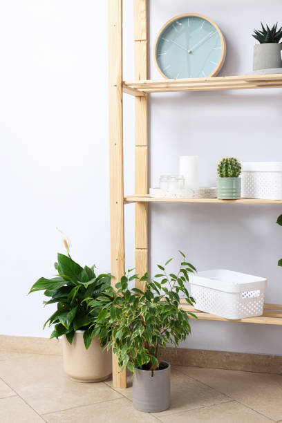 istock Cozy hobby - growing indoor plants at home 1504834624
