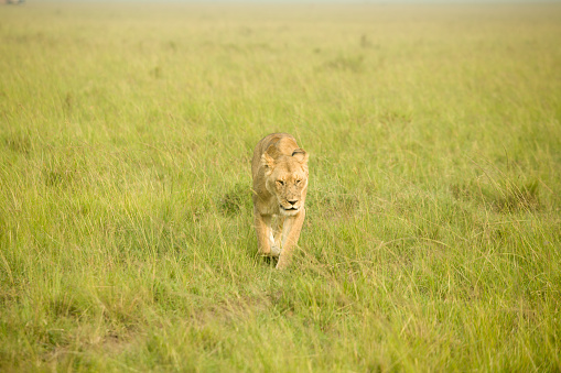 Lion walking in grass on Kenya reserve