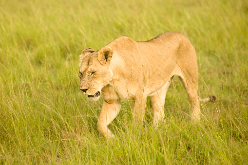 Lion walking in grass in Kenya reserve