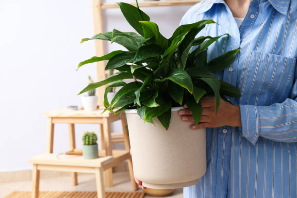 istock Cozy hobby - growing indoor plants at home 1504835746