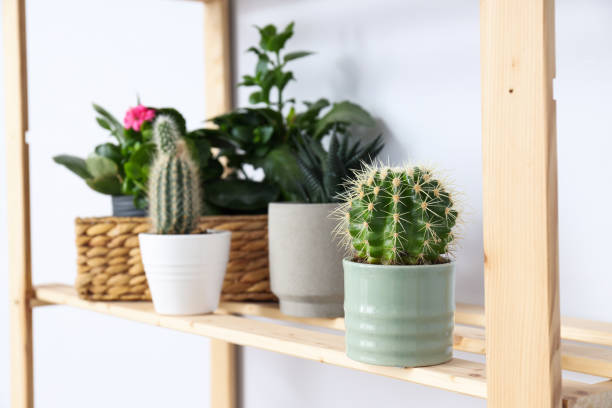istock Cozy hobby - growing indoor plants at home 1504835760