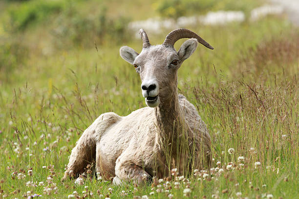 istock Rocky Mountain Bighorn Sheep - Jasper National Park, Alberta 150483617