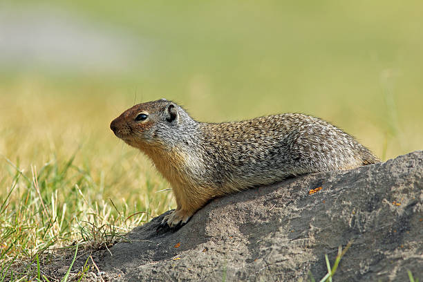 istock Columbian Ground Squirrel (Spermophilus columbianus) - Banff National Park 150483621